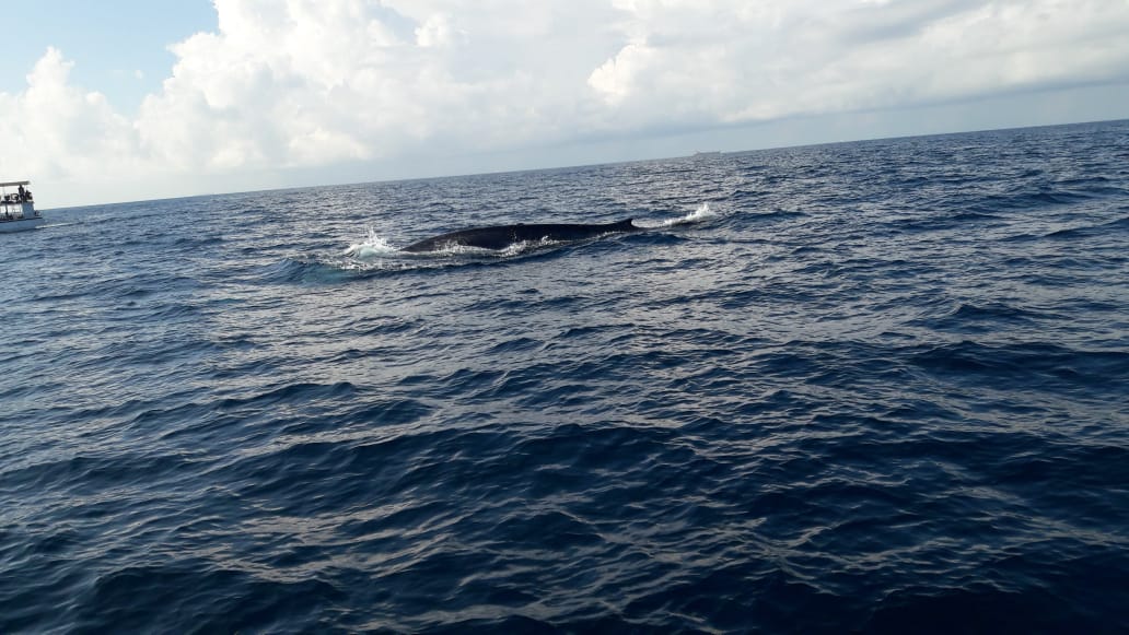 Temples, Tea & Tropical Beaches